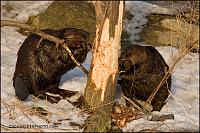 Click image for larger version

Name:	beaver-2054.jpg
Views:	118
Size:	267.2 KB
ID:	28395