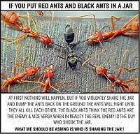 Click image for larger version

Name:	Ants 2.jpeg
Views:	101
Size:	95.6 KB
ID:	56628